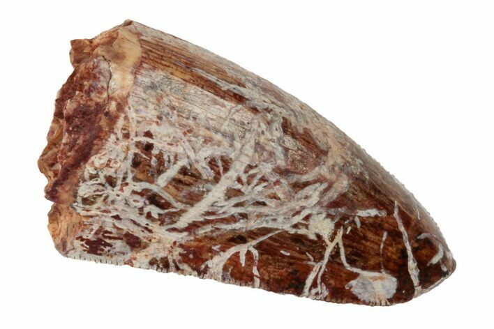Serrated, Fossil Phytosaur (Redondasaurus) Tooth - New Mexico #192621